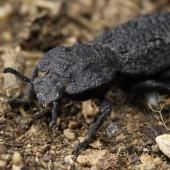 Les secrets du scarabée indestructible à la loupe 
