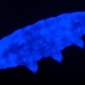 Une nouvelle espèce de tardigrade résistante aux rayons UV