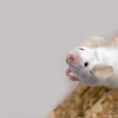 Expérimentation animale : quelles alternatives ?