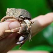 Thaïlande : bernard-l’ermite cherche coquille