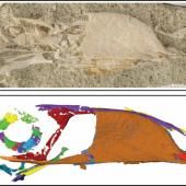 Le « toucan à dents de lapin » et la diversité méconnue des oiseaux au Mésozoïque