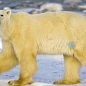Voir la vidéo de Les ours blancs bientôt… plus blancs ?