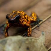 Un sanctuaire équatorien pour les grenouilles menacées d’extinction