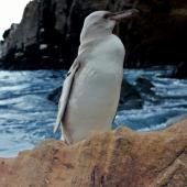 Un « rare » manchot blanc dans l’archipel des Galapagos