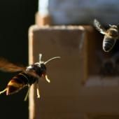 Des abeilles utilisent des excréments pour se défendre contre des frelons