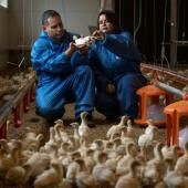 L’Autriche défend la dinde, grande oubliée du bien-être animal