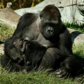 Des gorilles du zoo de San Diego, en Californie, testés positifs au Covid-19