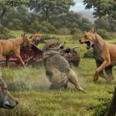 « Loup sinistre » : les raisons de son extinction