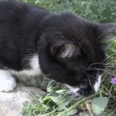 _en_see_video_of L’herbe-aux-chats, euphorisante, mais pas seulement