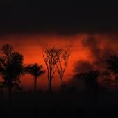 Brésil : les incendies de forêt au plus haut en dix ans