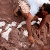 Le plus grand dinosaure découvert en Argentine ?