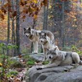 Des restes de viande à l’origine de la domestication du loup ?