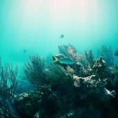 Voir la vidéo de Une pêche « durable »