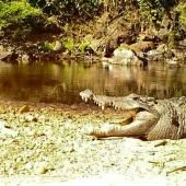 Un crocodile du Siam, en voie d’extinction, aperçu dans un parc de Thaïlande