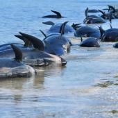 Des dizaines de « dauphins-pilotes » échoués en Nouvelle-Zélande 