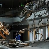 Les T-Rex adolescents ont évincé les espèces de dinosaures plus petites