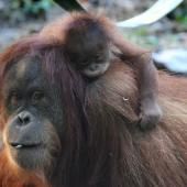 Indonésie : 10 orangs-outans relâchés à Bornéo, sous la menace du coronavirus