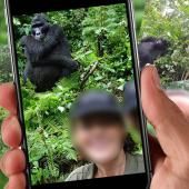 Voir la vidéo de Stop aux selfies avec les gorilles !
