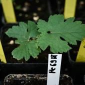 Du Petrus et des plants de vigne envoyés dans l’espace pour tester leur « résilience »