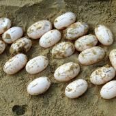 Cambodge : première ponte d’œufs de tortues royales en captivité