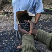 Des « bombes à graines » contre la déforestation au Kenya