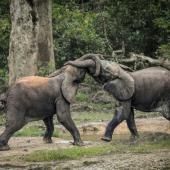 L&#039;éléphant de forêt d&#039;Afrique en danger d&#039;extinction 