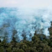 Forte hausse de la destruction de la forêt vierge tropicale en 2020