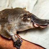 L’Australie ouvre un premier refuge pour ornithorynques 
