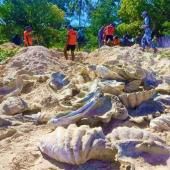 Philippines: saisie pour 2,7 millions d&#039;euros de palourdes géantes 