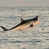 En Australie, des répulsifs anti-requins individuels pour réduire le risque d’attaque ?