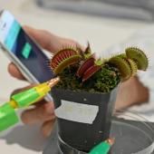 « Robots-plantes » : des scientifiques cherchent à combiner technologie et nature