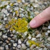  Les lichens, trésor scientifique et sentinelles de l’environnement