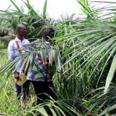 See video of L’agronome qui marie les cultures et les arbres