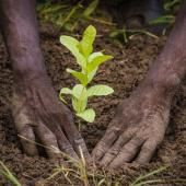 Re-greening Africa: a challenge to be met