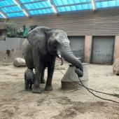 Rejeté par son troupeau, un éléphanteau meurt dans un zoo en Suède
