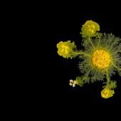 Biodiversité : ces espèces inclassables