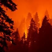 En Californie, un séquoia se consume encore après un feu de forêt de l&#039;été 2020