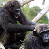 Les chimpanzés ont des « poignées de mains » propres à leur groupe social
