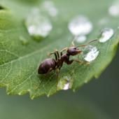 Un parasite ralentit le vieillissement de fourmis, pour mieux en faire des proies