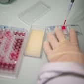 Covid : les anticorps restent dans le sang au moins 8 mois, selon une étude