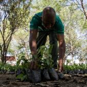 5 millions d’arbres plantés pour la reforestation au Ghana