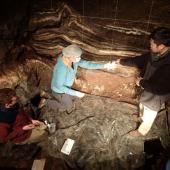 Denisova, Neandertal, Sapiens : 3 espèces, 3 ADN et une seule grotte