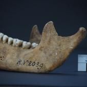 Des chercheurs découvrent la 1ère victime connue de la peste, il y a 5 000 ans