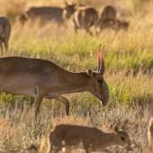 Un baby-boom d’antilopes saïgas nourrit l’espoir dans les steppes kazakhes