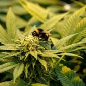 Le cannabis domestiqué il y a 12 000 ans en Chine