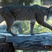 En Espagne, le lynx sauvé de l’extinction par un programme d’élevage en captivité