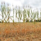 Fortes chaleurs en France : un coût sanitaire supérieur à 22 milliards d’euros depuis 2015