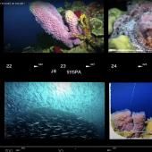 Tout (ou presque) sur le corail