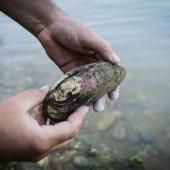 Escargots, moules d&#039;eau douce... inquiétude pour les mollusques non-marins 