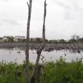 Voir la vidéo de La mangrove, un trésor de biodiversité à protéger 